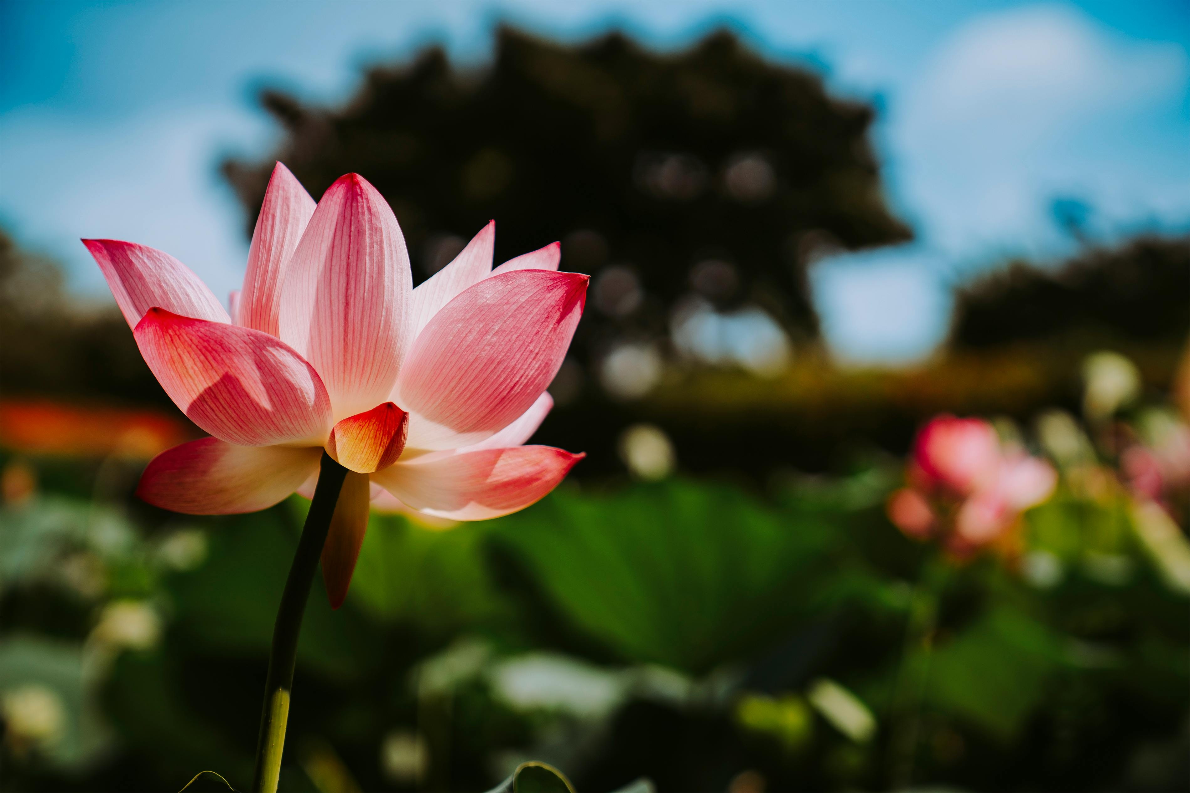 Tứ Diệu Đế — Bốn Sự Thật Cao Quý Của Đức Phật